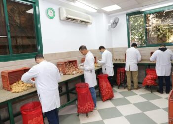 العفن البني