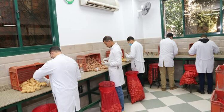 "الزراعة" تعلن المساحات الخالية من العفن البني في البطاطس 1 العفن البني