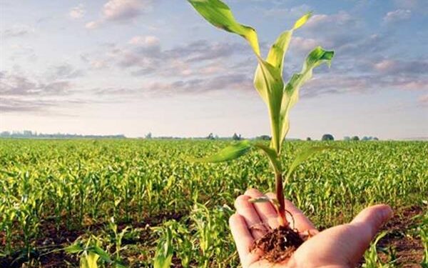 الإرشاد الزراعي وجهود الدولة للاستفادة من التكنولوجيا والتحول الرقمي 1 الإرشاد الزراعي
