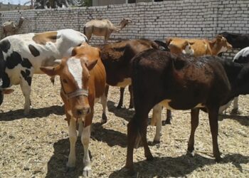 تربية الأبقار