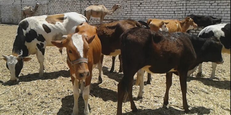 تربية الأبقار