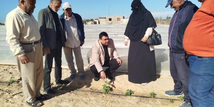 «زراعة شمال سيناء»: 6 توصيات للفريق الإرشادي لزيادة إنتاج محصول المريمية 1 زراعة شمال سيناء