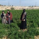 «زراعة شمال سيناء»: تقدم التوصيات اللازمة لزراعات الطماطم..وتعقد ندوة لمشروعات المرأة 12 زراعة شمال سيناء
