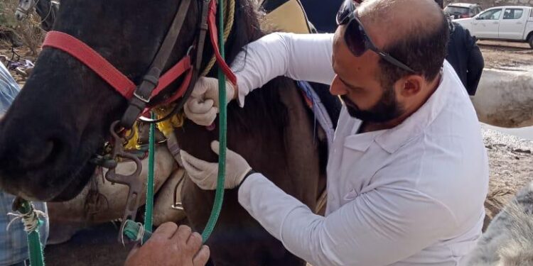 الزراعة: علاج وفحص ١٧٧٢ رأس من الخيول والإبل بمنطقة سقارة في الهرم 1 الزراعة: علاج وفحص ١٧٧٢ رأس من الخيول والإبل بمنطقة سقارة في الهرم