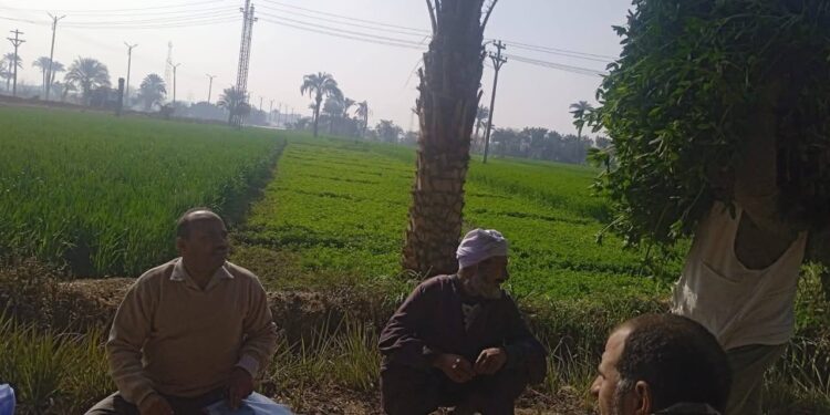 الإرشاد الزراعي ينظم ١٨ يوم حقلي للنهوض بمحصول الشعير 1 الإرشاد الزراعي