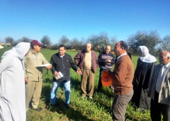 « زراعة البحيرة »: خريطة مستقبلية لحشائش القمح..و 5 فرق إرشادية لتوعية المزارعين