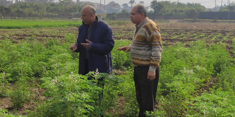 مدير معهد البساتين يتفقد تجارب البرنامج الوطني لإنتاج تقاوي الخضر بمحطة قها بالقليوبية 1 البساتين