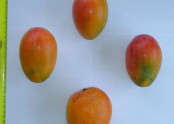 بحوث البساتين يعلن انتخاب صنف جديد من المانجو باسم كليوباترا