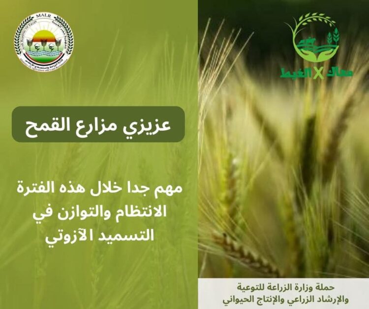 “معاك في الغيط” تنشر توصيات هامة لتجنب آثار الصقيع على زراعات القمح والفول