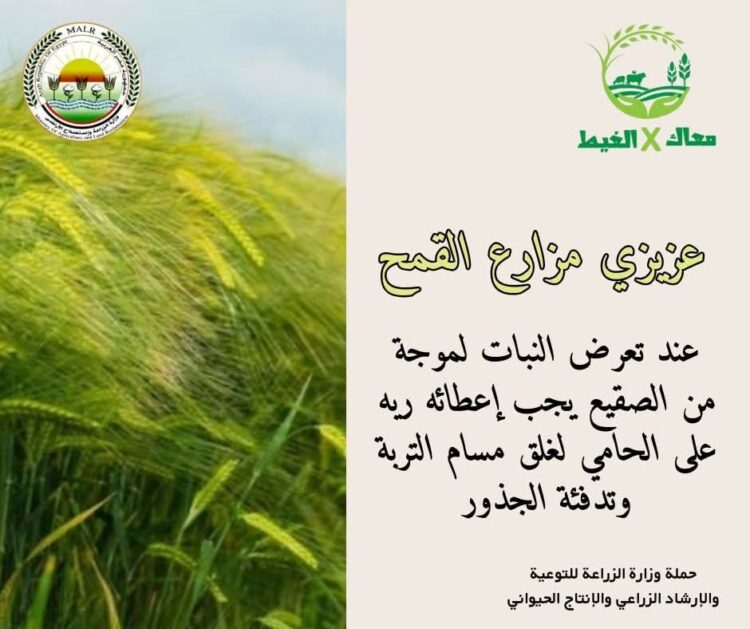 “معاك في الغيط” تنشر توصيات هامة لتجنب آثار الصقيع على زراعات القمح والفول