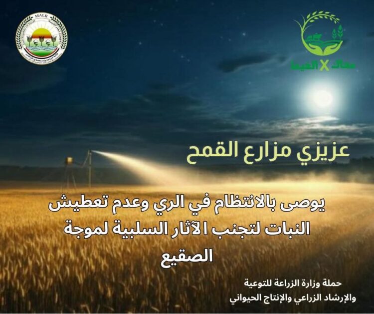 “معاك في الغيط” تنشر توصيات هامة لتجنب آثار الصقيع على زراعات القمح والفول