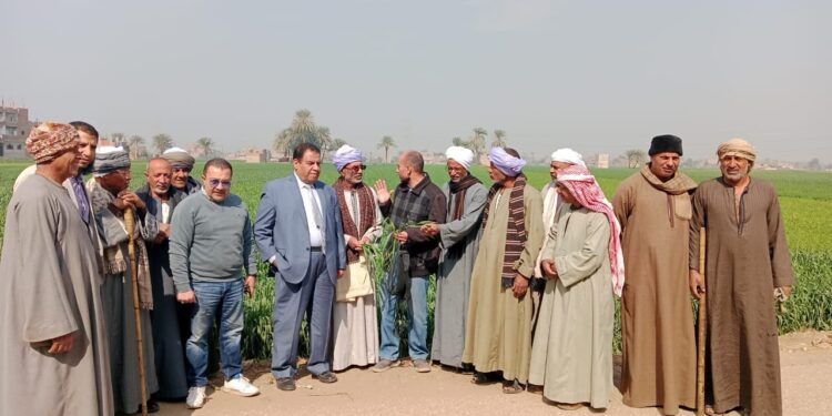 تحسين الأراضي يزرع 5750 فدان بالقمح علي مصاطب في 19 محافظة 1 القمح
