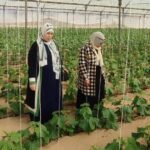 «زراعة شمال سيناء» تكثف الزيارات الحقلية للمحاصيل الشتوية لتقديم التوصيات الفنية 12 زراعة شمال سيناء
