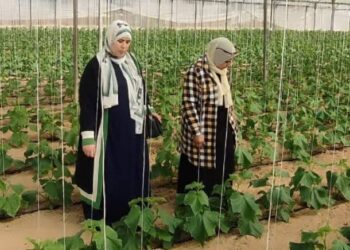 زراعة شمال سيناء