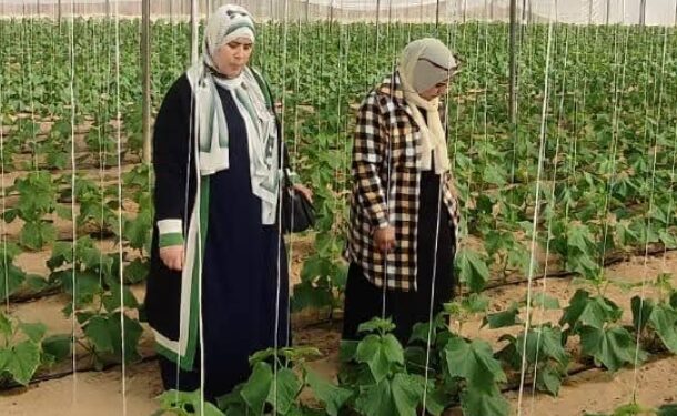 «زراعة شمال سيناء» تكثف الزيارات الحقلية للمحاصيل الشتوية لتقديم التوصيات الفنية 1 زراعة شمال سيناء