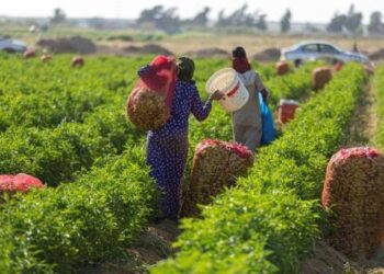 صغار المزارعين