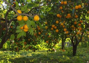 بحوث البساتين