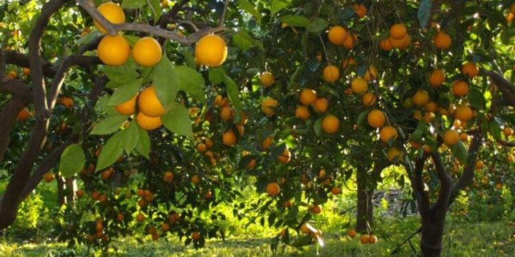 بحوث البساتين يصدر التوصيات الفنية اللازمة للمزارعين للتعامل مع محاصيل الفاكهة خلال يناير وفبراير 2025 1 بحوث البساتين