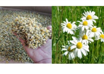 النباتات الطبية والعطرية