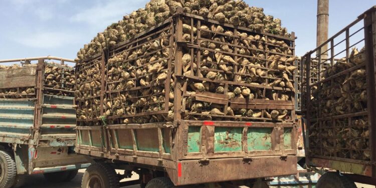 عزيزي مزارع بنجر السكر.. خطة واستراتيجيات مكافحة نيماتودا تعقد الجذور 1 بنجر السكر