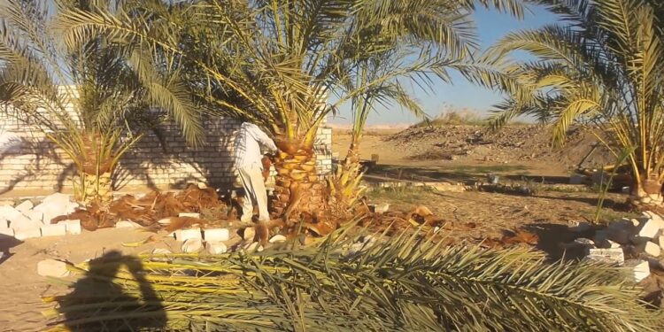 نخيل البلح.. قواعد تقليم وتطويش الفسائل عمر "3،4" سنوات وأبرز التوصيات الواجبة 1 نخيل البلح