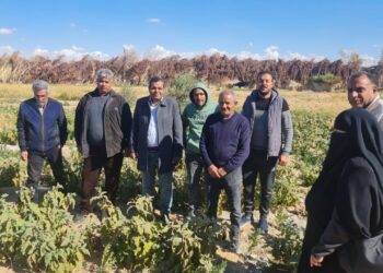 زراعة جنوب سيناء