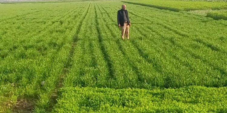 وكيل زراعة أسيوط يتفقد الزراعات الشتوية بمنفلوط 1 زراعة أسيوط