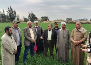 زراعة الإسكندرية