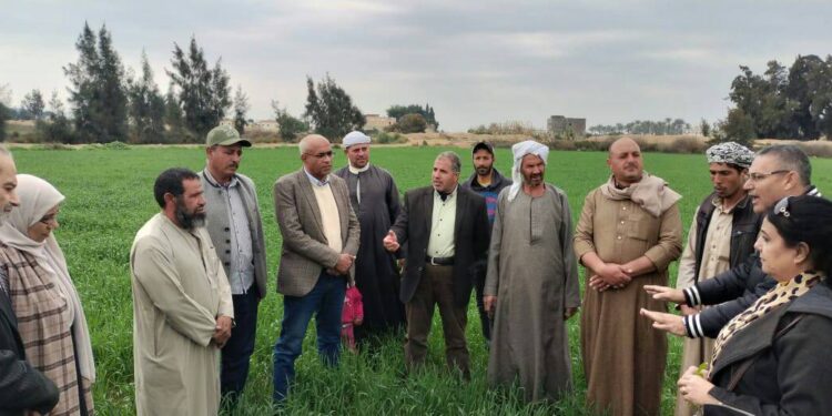 زراعة الإسكندرية