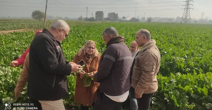 «زراعة الدقهلية»: 3 فرق إرشادية لمحصولي البطاطس والبنجر وصحة الحيوان 1 زراعة الدقهلية