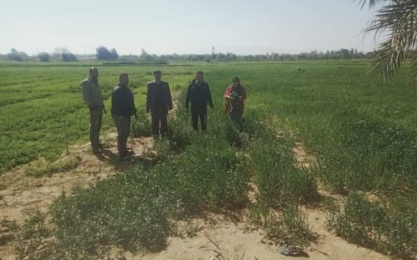 زراعة السويس