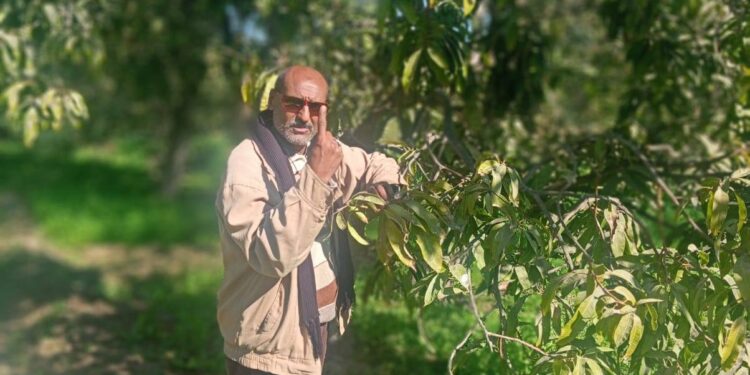 «زراعة السويس»: تفحص الزراعات الشتوية وتوصي المزارعين بالمبيدات المناسبة 1 زراعة السويس
