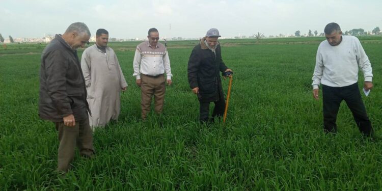«زراعة الشرقية» تتابع الزراعات الشتوية..و 4 فرق إرشادية للقمح والبصل 1 زراعة الشرقية