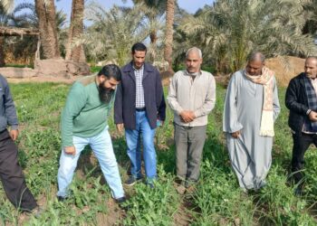 زراعة الفيوم