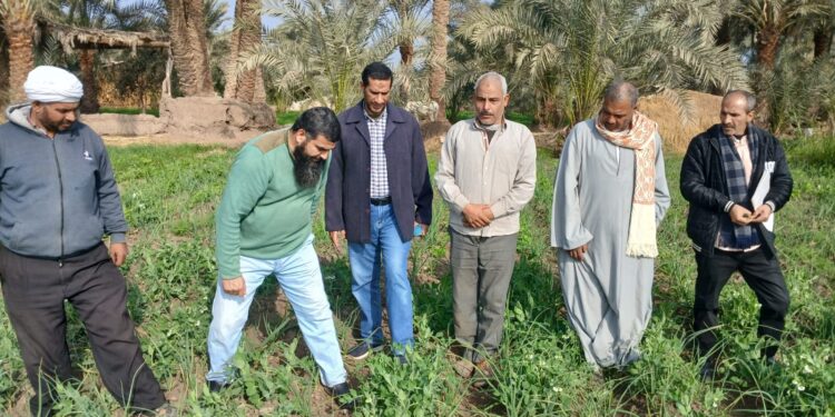 5 فرق إرشادية للمحاصيل الشتوية والزراعة المستدامة بــ«زراعة الفيوم» 1 زراعة الفيوم