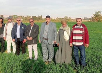 زراعة الوادي الجديد