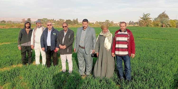 «زراعة الوادي الجديد»: 7 توجيهات للجمعيات الزراعية..وفحص زراعات القمح و النخيل 1 زراعة الوادي الجديد