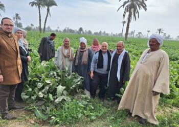 زراعة بني سويف