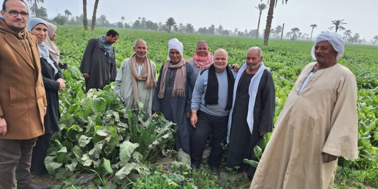 زراعة بني سويف