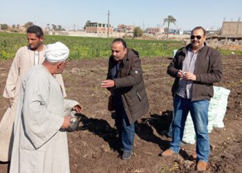 زراعة بني سويف