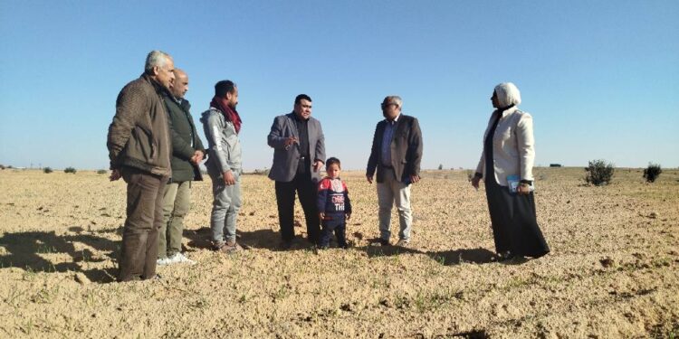 «زراعة شمال سيناء»: تقوم بحصر الزراعات الشتوية برفح.. ومكافحة القوارض بالحسنة 1 زراعة شمال سيناء