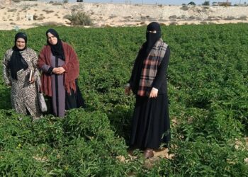 زراعة شمال سيناء