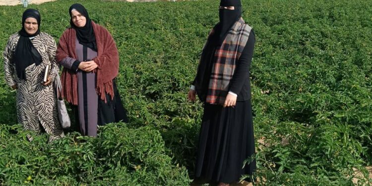«زراعة شمال سيناء»: تقدم التوصيات اللازمة لزراعات الطماطم..وتعقد ندوة لمشروعات المرأة 1 زراعة شمال سيناء