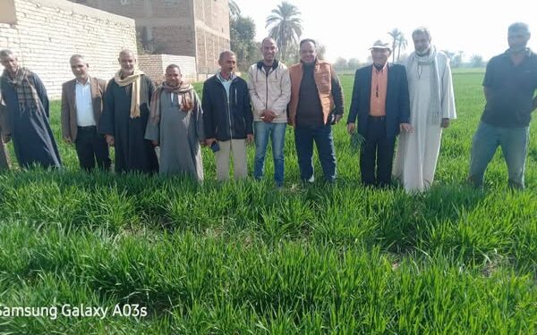 فريق إرشادي لمحصول القمح بـ« زراعة قنا » 1 زراعة قنا