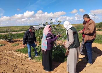 زراعة مطروح