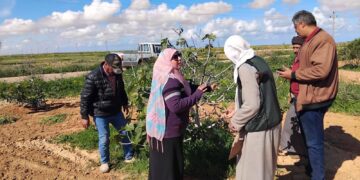 «زراعة مطروح » تتفقد زراعات القمح و الزيتون و التين وتحذرمن تأثير التقلبات الجوية عليها 3 زراعة مطروح