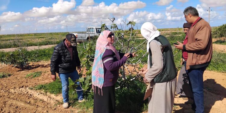 «زراعة مطروح » تتفقد زراعات القمح و الزيتون و التين وتحذرمن تأثير التقلبات الجوية عليها 1 زراعة مطروح