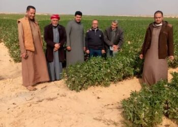 زراعة مطروح