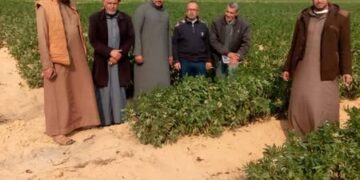 زيارة حقلية لمحاصيل الفول البلدي والزيتون والتين والشعير بـ« زراعة مطروح » 4 زراعة مطروح