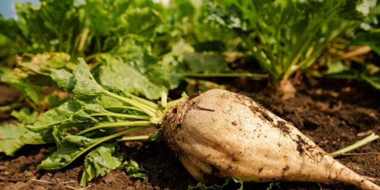 5 توصيات هامة لمزارعي بنجر السكر لتقليل فرص الإصابة بـ"التبقع السركسبوري" 1 محصول البنجر